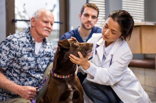 Doctor revisando perro